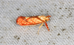 Crepidosceles chryserythra