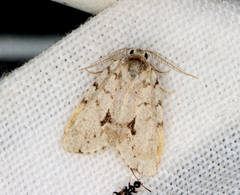 Thallarcha macilenta