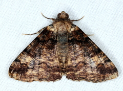 Cryphaea xylina
