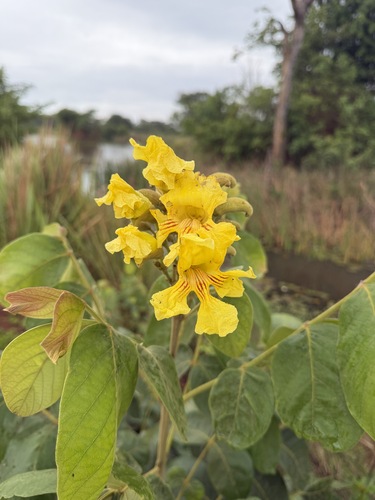 Markhamia obtusifolia
