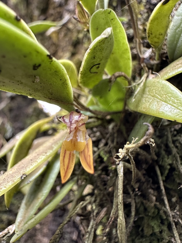 Pleurothallopsis striata