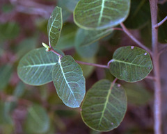 Rhus kearneyi kearneyi