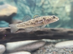 Crans Bully photo 4