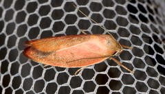 Ptyoptila matutinella