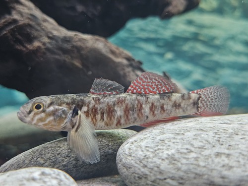 Gobiomorphus huttoni (Ogilby, 1894)