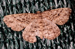 Zermizinga sinuata
