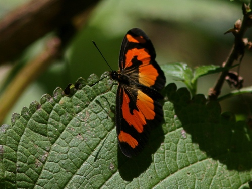 Orange-streak Acraea