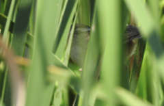 Cistothorus palustris