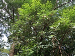 Ficus grossularioides