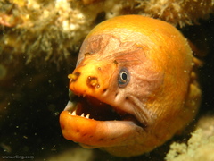 Gymnothorax prasinus