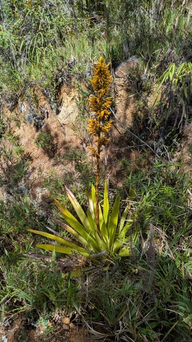 Cipuropsis hospitalis (Cipuropsis hospitalis)
