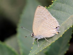 Pilodeudorix caerulea