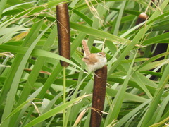 Cistothorus palustris