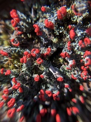 Cladonia didyma