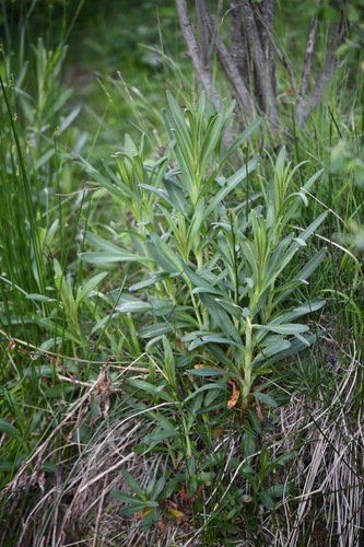 Lysimachia ephemerum, photograph 3