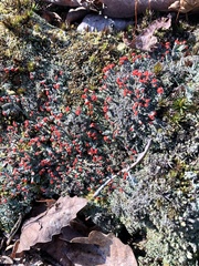 Cladonia didyma