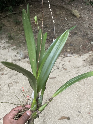 Encyclia isochila
