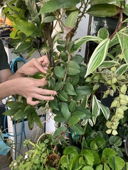 Macrosolen cochinchinensis