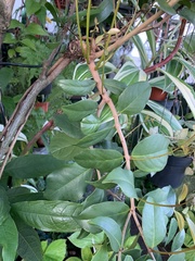 Macrosolen cochinchinensis