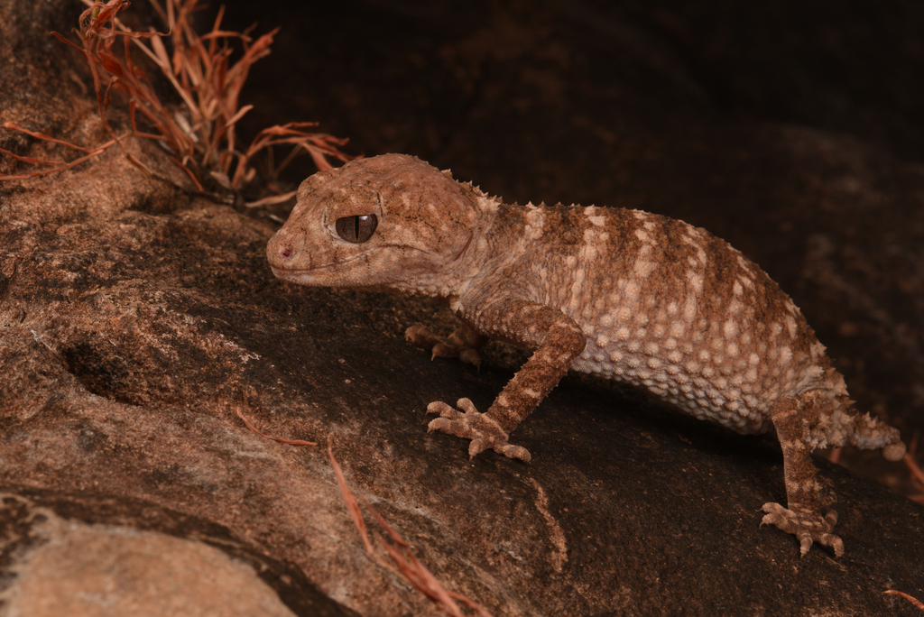 Kimberley Rough Knob-Tail