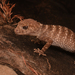 Kimberley Rough Knob-tailed Gecko - Photo (c) Dash Huang, some rights reserved (CC BY-NC-SA)