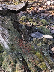 Cladonia didyma