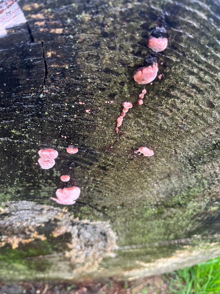 Fomitopsis cajanderi · December 2025 · photo: © theresephillips (iNaturalist, cc0)