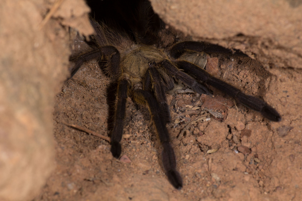 Chilobrachys paviei