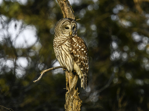 Barred Owl photographed in Oklahoma
