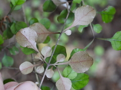Coprosma arborea