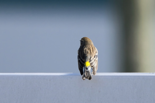 Yellow-rumped Warbler photographed in Mississippi
