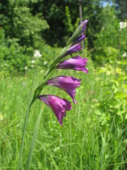 Gladiolus tenuis