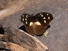 Aterica galene incisa
