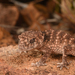 Spiny Knob-tailed Gecko - Photo (c) Dash Huang, some rights reserved (CC BY-NC-SA)