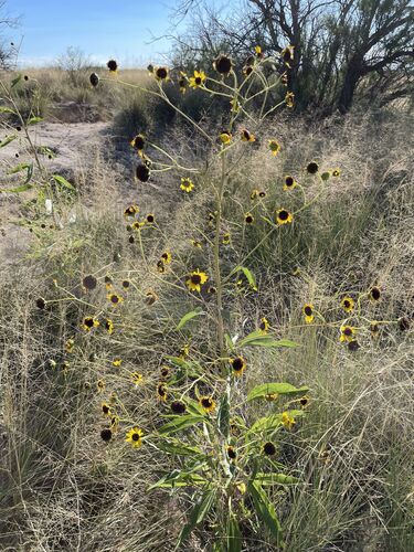 Pecos Sunflower (Helianthus paradoxus)