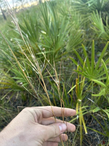 Nash’s Bluestem (Anatherum subtile)