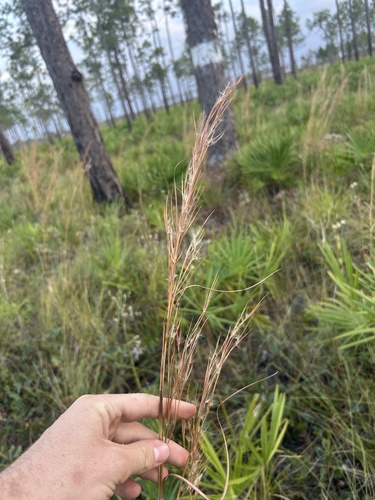 Deceptive Bluestem (Anatherum campbellii)