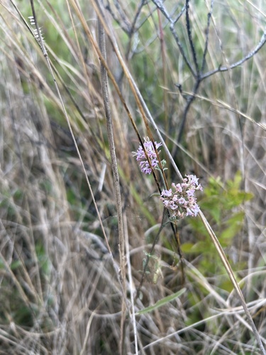 Florida Hartwrightia (Hartwrightia floridana)