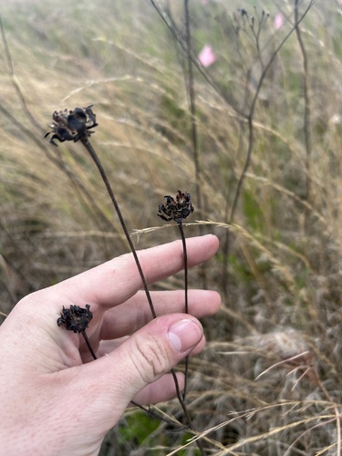 Florida Tickseed (Coreopsis floridana)