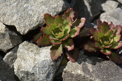 Epilobium pycnostachyum
