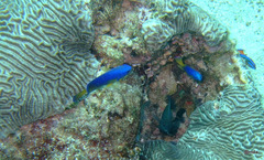 Pomacentrus caeruleus