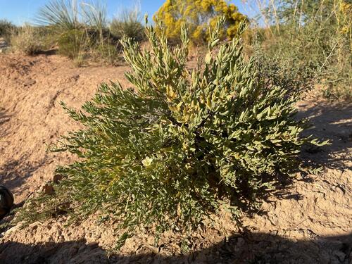Lance-Leaf Moonpod (Acleisanthes lanceolata)