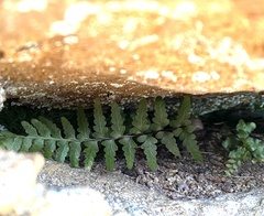 Asplenium bradleyi