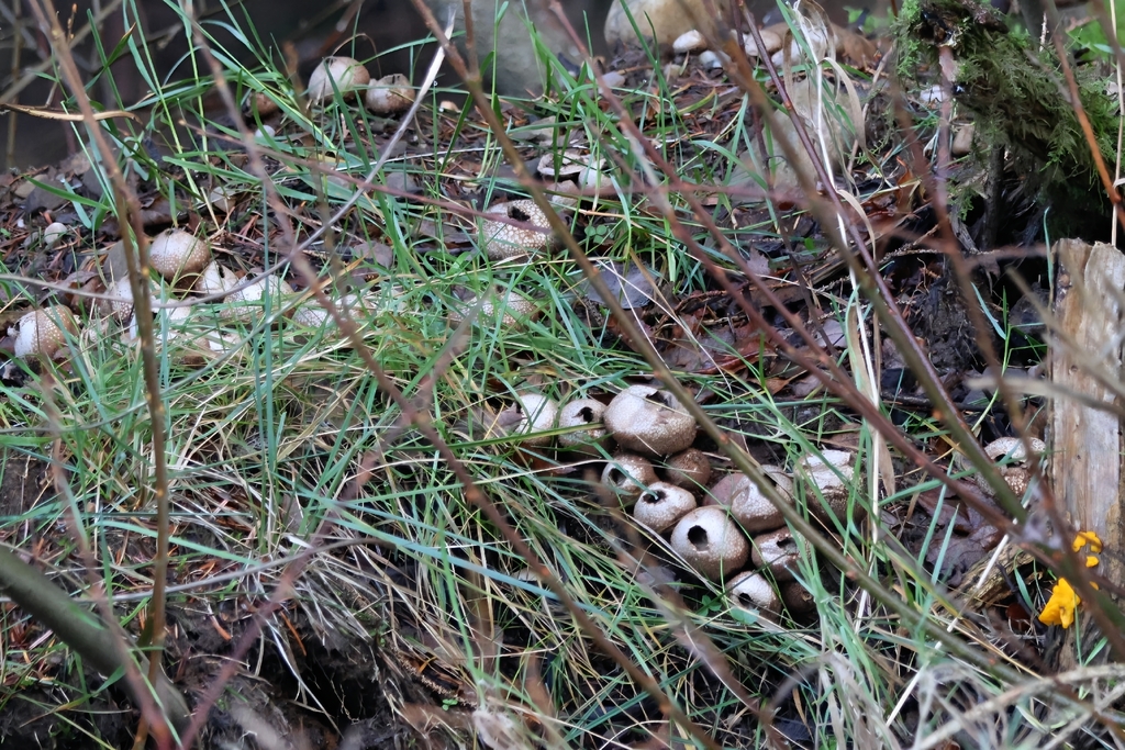 Lycoperdon perlatum · December 2025 · photo: © ikelman (iNaturalist, cc0)