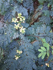 Libidibia coriaria, photograph Sam Droege, CC0, iNaturalist via GBIF