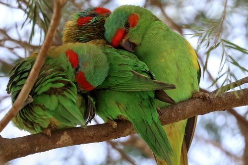 Musk Lorikeet