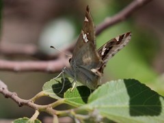 Caprona pillaana