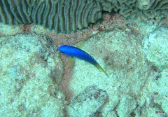 Pomacentrus caeruleus