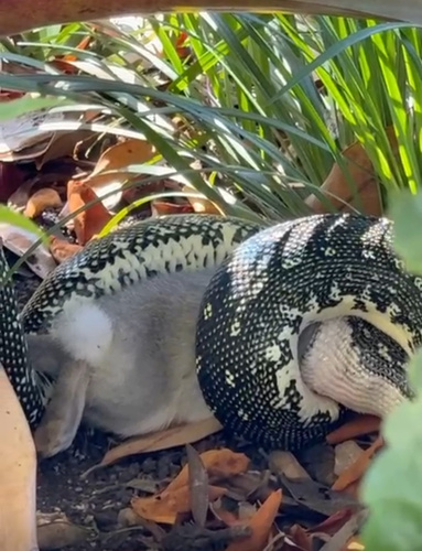 Diamond Python sighting