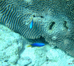 Pomacentrus caeruleus